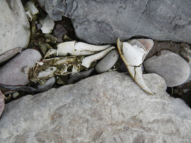 crawfish "rocky mountain lobster" blackfoot river montana