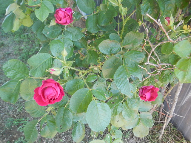 hearty rose bushes missoula montana