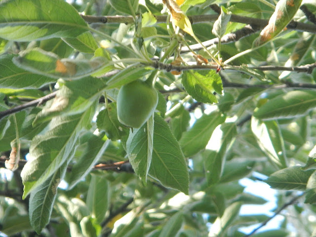 green apple tree missoula homesteading western montana