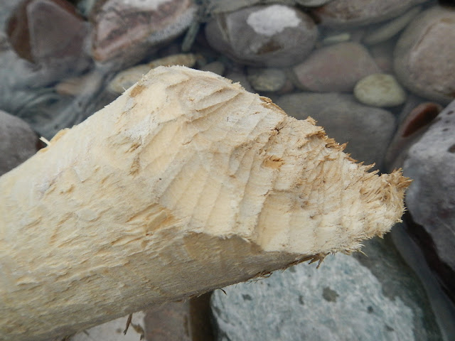 wood chewed by beaver blackfoot river montana