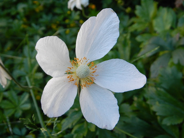 anenome perennial flower garden