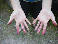 picking wild huckleberies