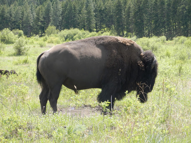 bison national bison range montana