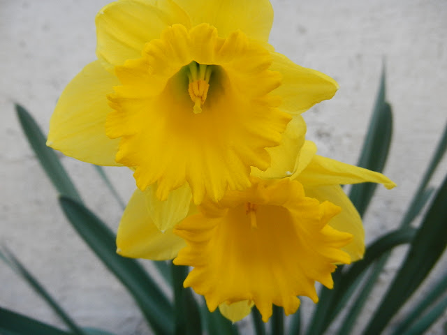 spring daffodil blooming